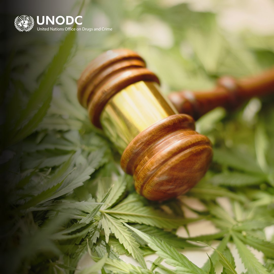 Desde el cultivo hasta el tráfico y del uso a la posesión, los sistemas de justicia penal ⚖️ del mundo están respondiendo de maneras muy diferentes al problema de las drogas.

Más información en el Informe Mundial sobre las Drogas #WorldDrugReport: bit.ly/DrugReport2024