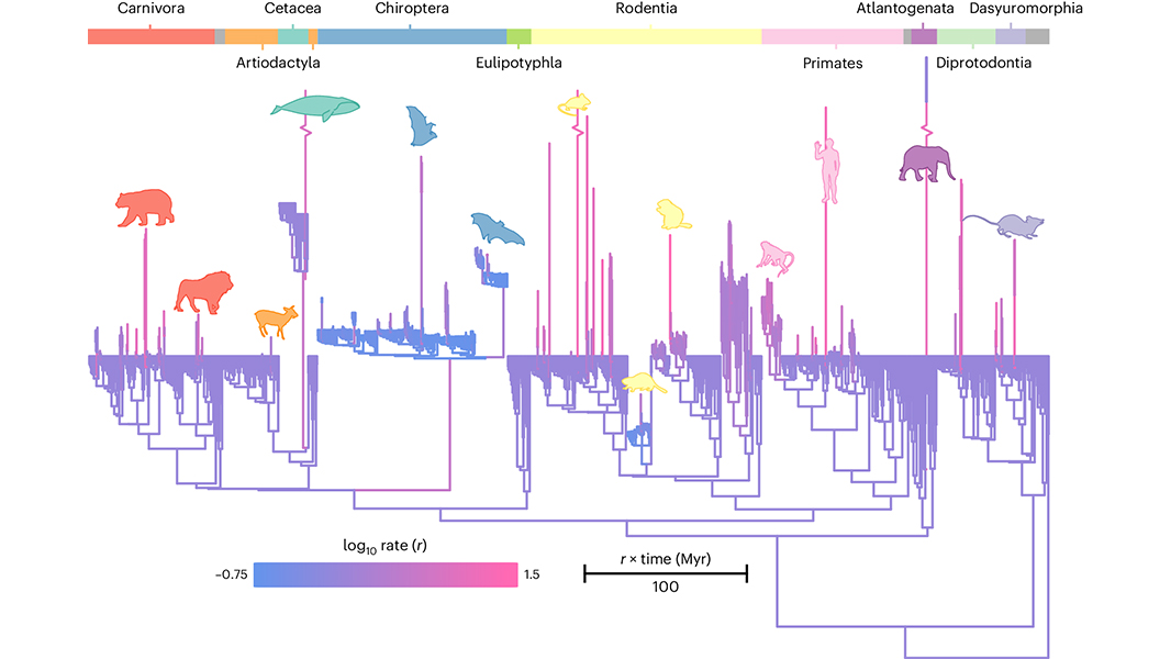 An analysis of mammalian brain and body mass reported in <a href="/NatureEcoEvo/">NatureEcoEvo</a> shows a curvilinear relationship contrary to assumptions of log-linear power laws. As mammals grow larger, increases in brain mass compared to body mass diminish. go.nature.com/3xP7u2X