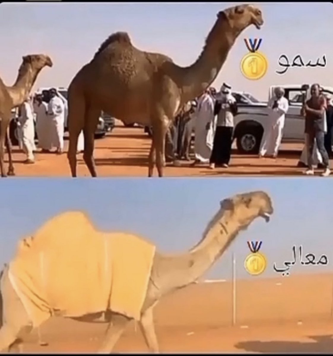 تبجحي يالمارع اللي تستحقين الوشاح
يا ام الوصوف اللي تعدت سالفة رق وحلا
.
رق وهزاع وشقةٍ سردا وعرنون وطفاح
وعظم جليل وغارب منقاد مطغيه العلا
.
تبجحي واطغي على اهل الشعل فى صيهد رماح
واطغي على اللي يوم جينا الشوط ماقالوا هلا
.
حنا عوال عجيم مروين الاسنه والرماح
وامجادنا فى صفحة