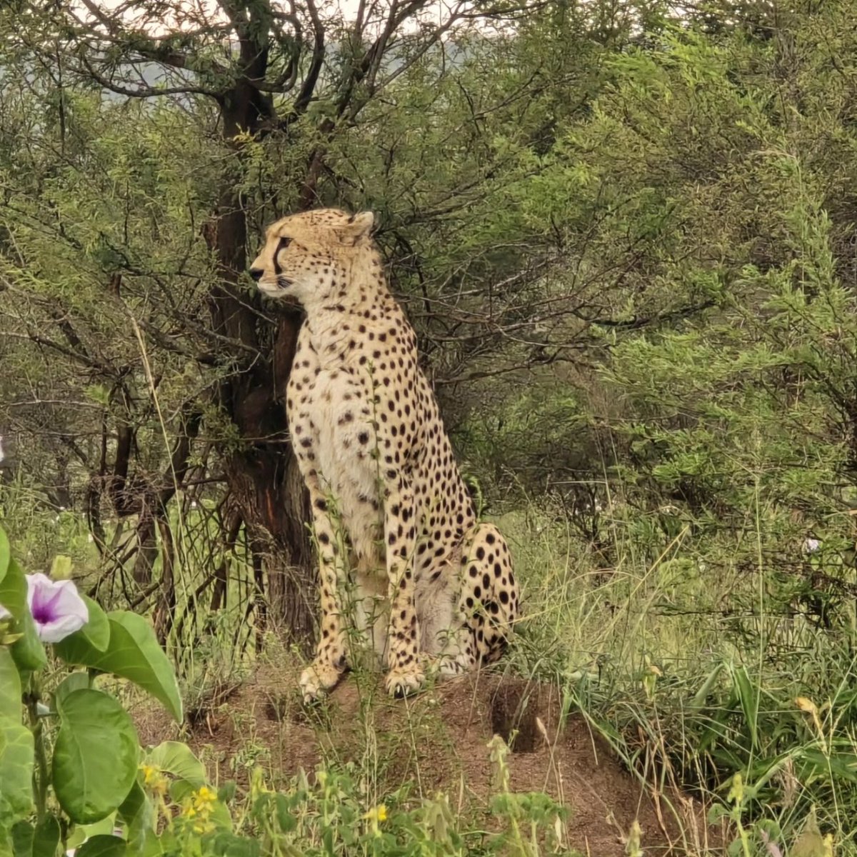 Adept Kenya Safaris tweet media