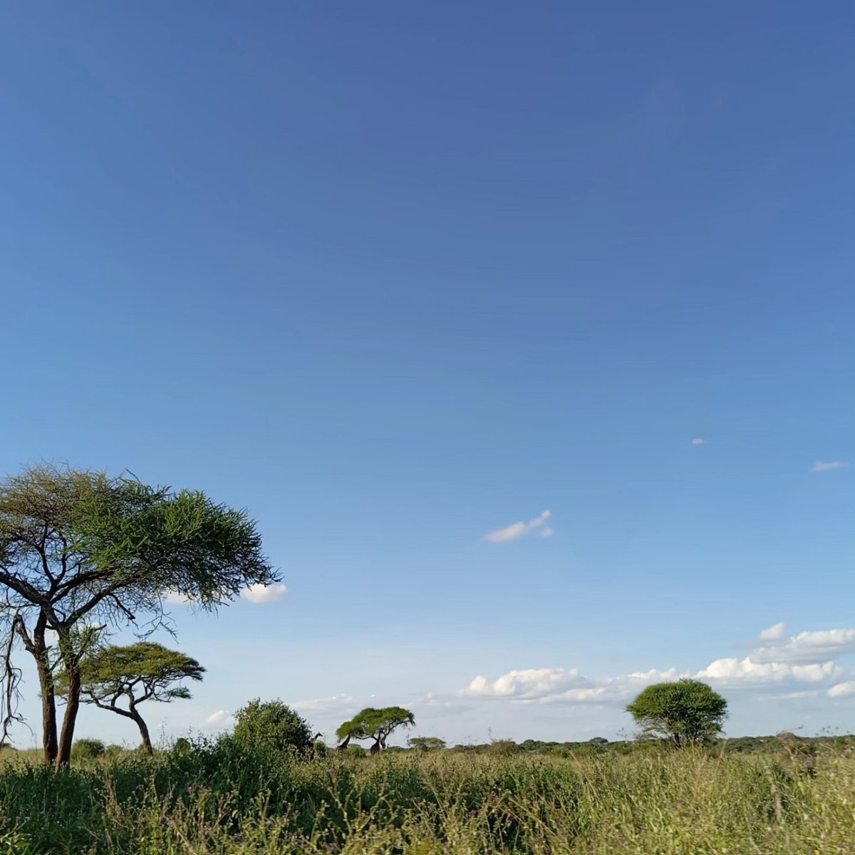 Adept Kenya Safaris tweet media