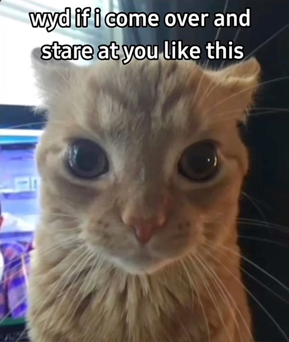 chaotic cats (@chaoticcatpics) on Twitter photo 