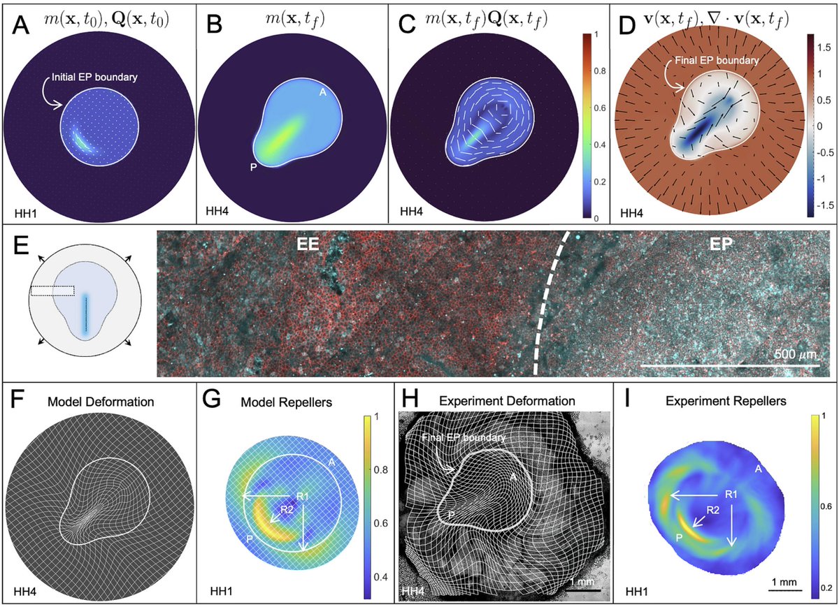 Please check out our work led by <a href="/axplum/">Alex Plum</a>
<a href="/gserranonajera/">gserranonajera</a>. We 1) explain how avian embryos self-organize their dynamic geometry; 2) discover that avian gastrulation flows are modular and independently control their modules (Repellers) in living embryos. biorxiv.org/content/10.110…