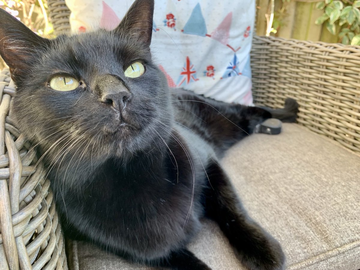 Michael Nolan (@thebioniccat) on Twitter photo Today Oscar turns 17. We’re amazed that he’s still going despite having his accident nearly 15 years ago. So grateful for all that Noel and his team did for our boy as well as all the people at New Era. <a href="/ProfNoelFitz/">Noel Fitzpatrick</a> <a href="/fitzpatrickref/">Fitzpatrick Referrals</a> <a href="/NEWERAVET/">NEWERAVET</a> Today Oscar turns 17. We’re amazed that he’s still going despite having his accident nearly 15 years ago. So grateful for all that Noel and his team did for our boy as well as all the people at New Era. <a href="/ProfNoelFitz/">Noel Fitzpatrick</a> <a href="/fitzpatrickref/">Fitzpatrick Referrals</a> <a href="/NEWERAVET/">NEWERAVET</a>