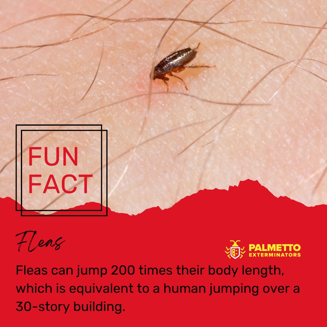 PalmettoExandMC's tweet image. Their remarkable jumping ability is due to a protein called resilin, which acts like a spring, storing and releasing energy to propel the flea into the air.

#pestcontrol #localexterminator #palmettoexterminators #homepestcontrol #residentialpestcontrol #mosquitocontrol