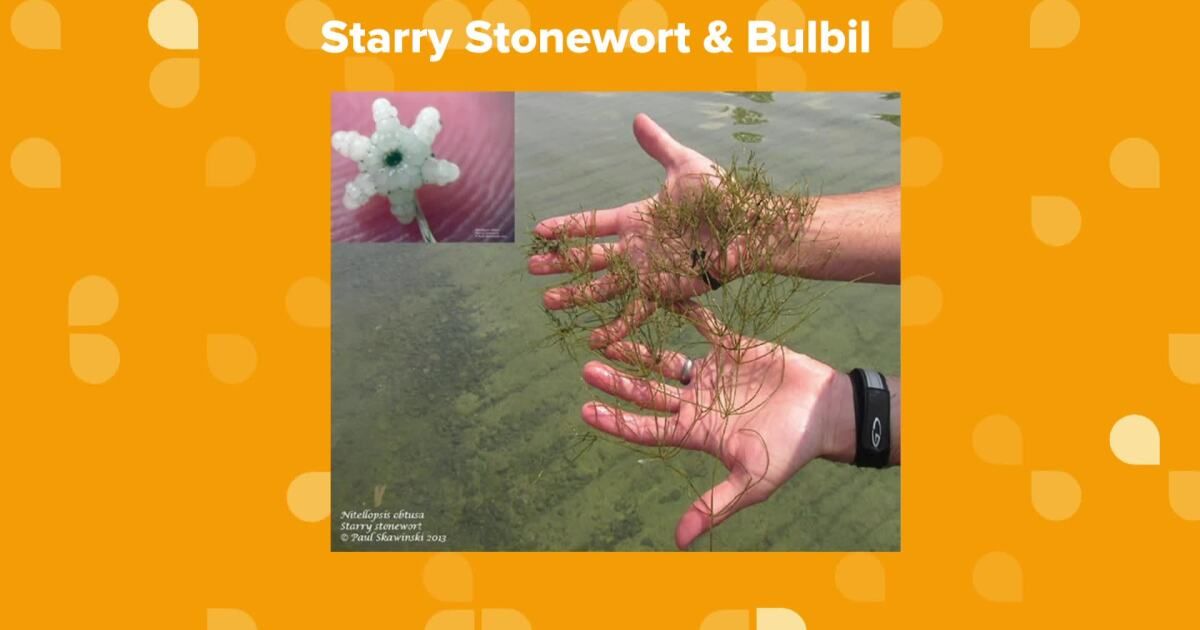 It's summertime, and many of us in Wisconsin enjoy cooling off on our lakes and waterways, spending quality time with family and friends. However, there may be some uninvited guests in the water with you: aquatic invasive species. 
buff.ly/3VUK7Nu