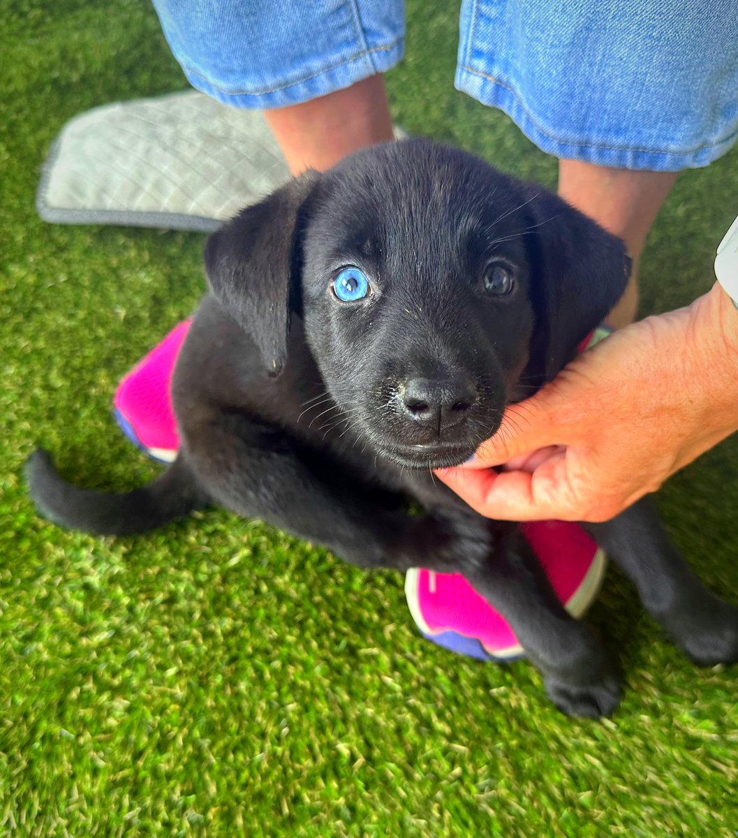 rachel_rungrl's tweet photo. If you’re headed to the  @KauligChamp this weekend be sure to visit the pups at the “Ruff Spot” @OOAKPR Tent! 
Puppy kisses are free all weekend 10AM-3PM 🥰🐶🐾 #Firestonecountryclub https://t.co/pXUKpVHJ8F https://t.co/IeipeF9ZZk
