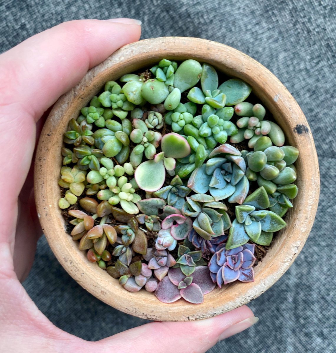 silverpebble's tweet photo. During lockdown I became obsessed with propagating baby succulents👇🏼. I didn’t realise at the time that looking at &amp; caring for these tiny subtly coloured fractals was activating my brain’s relaxation response. Houseplants have proven benefits to mental health 🌿 https://t.co/X2FG4O6eW0