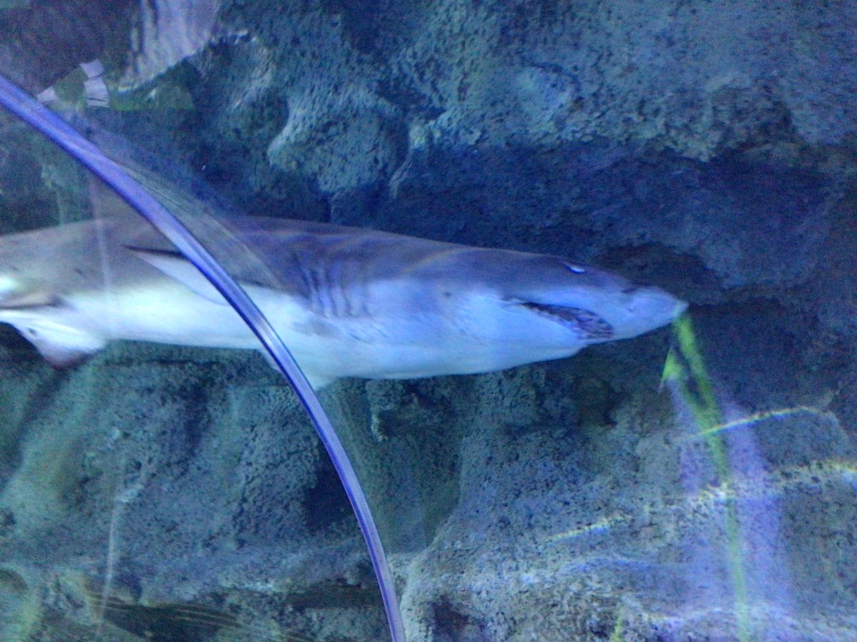 Stm_GW's tweet photo. Our favourite part of the day was the shark tunnel seeing the fish, sharks and stingrays in their habitat in the aquarium #STMscience https://t.co/KalrVwauMO