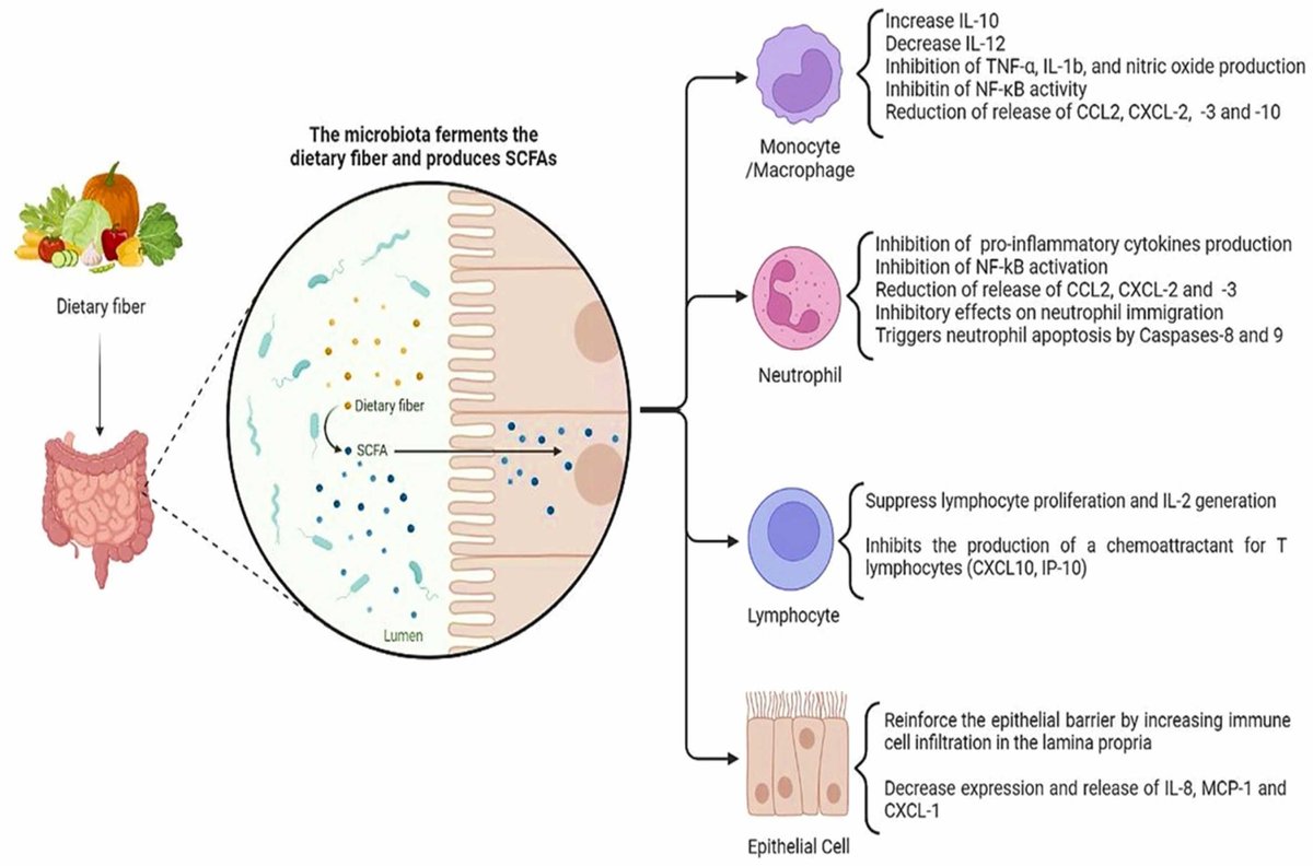 heniek_htw's tweet photo. Role of #microbiota short-chain fatty acids in the pathogenesis of #autoimmune diseases
https://t.co/6uOKyJM1fj https://t.co/EZr8Kjs8qX