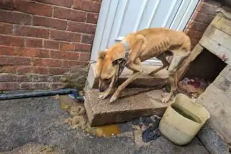 AdoptionsUk's tweet photo. Please retweet, CONVICTED (2024) | Jack Stuart Pearson, aka Jack Smith, born 19 May 2002, of  Leicester Road, #Dinnington, #Sheffield #YORKSHIRE tethered two lurchers outside in “filthy and cramped conditions” and failed to feed them properly for at least three months - AVOIDS JAIL‼️
Sentencing | 12-month community order, with 120 hours of unpaid work and 15 days of rehabilitation; costs of £400 and £114 victim surcharge. Banned from keeping animals for 10 years which he can contest after five years. Emaciated dogs with split tails covered in black substance “much happier and healthier” after RSPCA rescue The RSPCA has shared an update on two starved and neglected dogs who were rescued from “filthy and cramped” conditions.  Lurchers Sadie and Blaze had not been fed properly in three months when RSPCA Inspector Kim Greaves attended their 22-year-old owner Jack Pearson's home in Leicester Road, Dinnington, South Yorkshire.  In her written statement to the court, Insp Greaves said: “Both dogs were tethered at separate points outside. “The area was covered with faeces, to such an extent that both dogs were having to walk through it, there was no way for them to avoid doing so, and there was no evidence of any food.”  Insp Greaves added: “Blaze was visibly underweight, lethargic and had no access to a clean laying area as his kennel was damp and extremely dirty. He also appeared to have blood on the tip of his tail.  “Sadie was brighter in her demeanour but due to her rough coat I was unable to tell her bodily condition. Her ‘kennel’ was a storage area with a door which was wide open to the elements and could not have been closed due to her tether being attached to the opposite fence. “There was a black substance all over the floor which I could see on her legs and paws. Water was available but the receptacle was green with algae.  Four-year-old Blaze had pressure sores on his elbows and hipbones, a split tail - which was bleeding profusely - and a cut on one of his back paws. Blaze’s tail could not be saved and was amputated the following month. One-year-old Sadie was covered in a black substance compatible with either engine oil or black paint. She too had pressure sores and a split tail. Pearson pleaded guilty to two offences contrary to the Animal Welfare Act 2006 in May 2024 and received a 10-year ban. Speaking after the conclusion of the case Insp Greaves said Sadie and Blaze "have made fantastic progress at our branch-run animal centre in #Bawtry, the staff there have done a fantastic job, and they now have a much brighter and happier future ahead of them.” A spokesperson from the Doncaster, Rotherham & District Branch described the pair as “much happier and healthier now”. If people are interested in rehoming them, they should keep an eye on the branch’s website: ... RSPCA  
Apply to adopt👇
https://t.co/42YUKzOXPz 
DETAILS of conviction 👇https://t.co/09cMizM04V…...  https://t.co/XTqhP2OAXe… 

#JackStuartPearson #JackSmith #JackPearson #Doncaster #Rotherham #Leeds #Bradford #Wakefield #Lurcher #Lurchers #animalcruelty #animalabuser #RSPCA #animalwelfare
@UKLabour @ConservativeAWF @PETAUK @RSPCA_official @Keir_Starmer @LurcherSOS @Nightowl400 @domdyer70