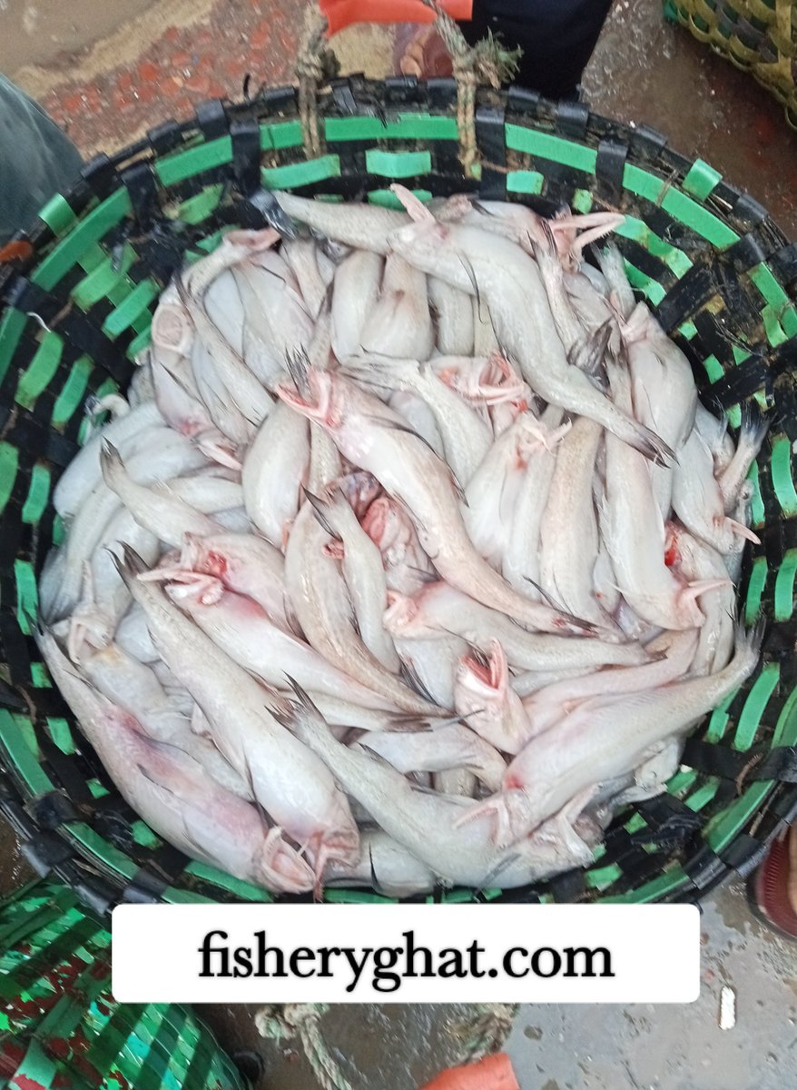 fisheryghat.com (@fisheryghat) / Posts / X
