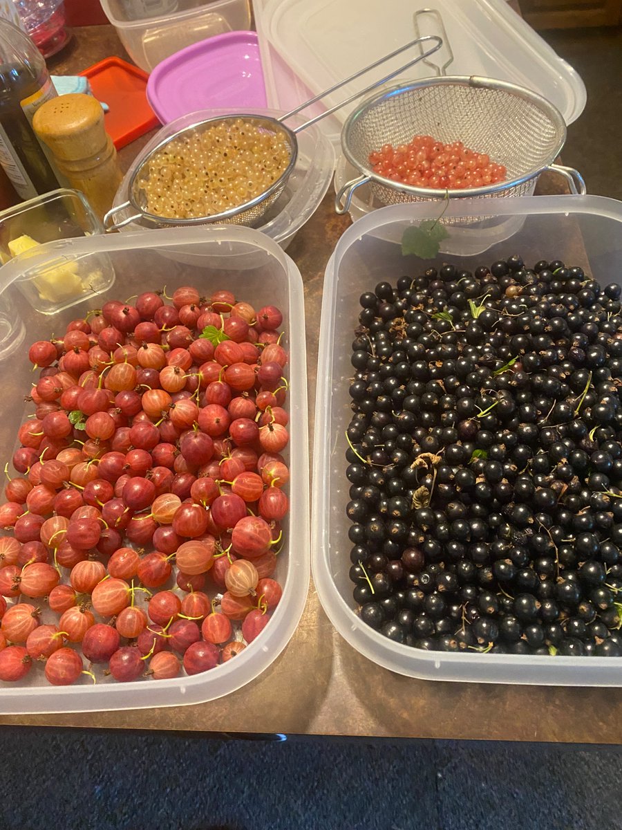 mmmm….  clafoutis, brownies,  sorbet, ice cream and likely just freeze a bunch for later baking!  still have red currants and more gooseberries to pick!