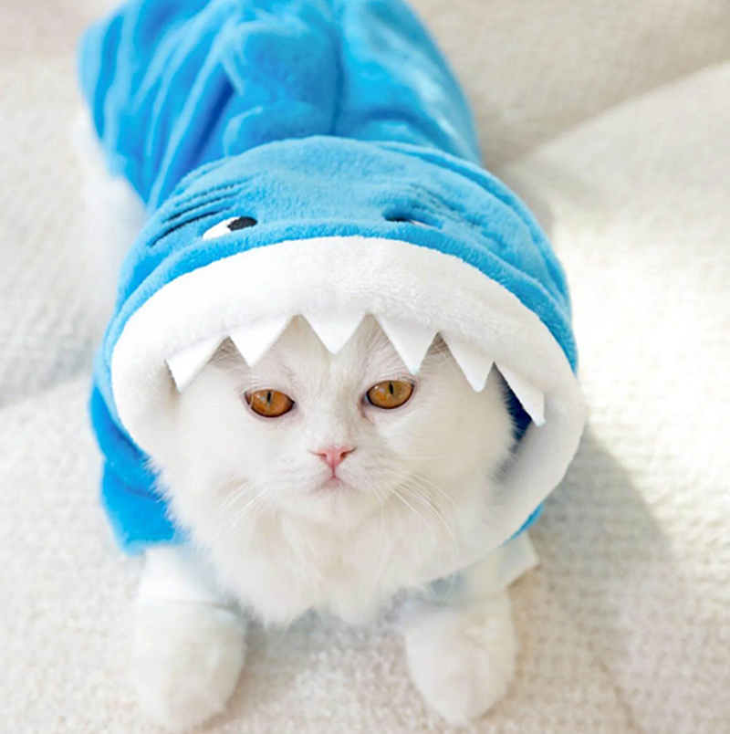 Havilah_V's tweet photo. #SharkWeekIsHere
#SharkWeek #Shark #Sharks #SharkConservation #SharkLover #Ocean #Cat #Cats #CatsInCostumes #WhiteCat #SharkCostume https://t.co/Ps90Xq9sBE