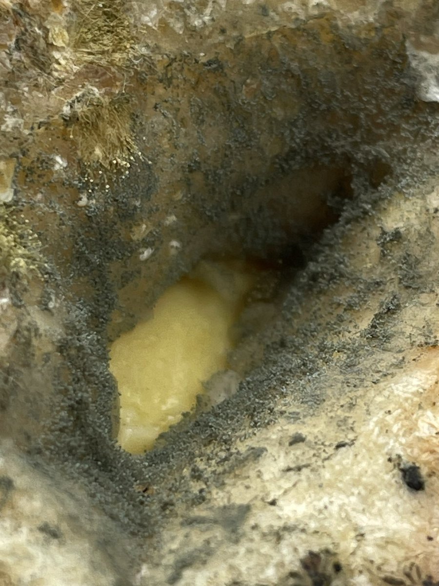 megmarieeeee's tweet photo. Took a bite of my Dunkin bagel before realizing the monstrosity of mold on the other side… I’m ill.

 @dunkindonuts how did anyone think this was okay to give someone https://t.co/f3PBT5DkDc