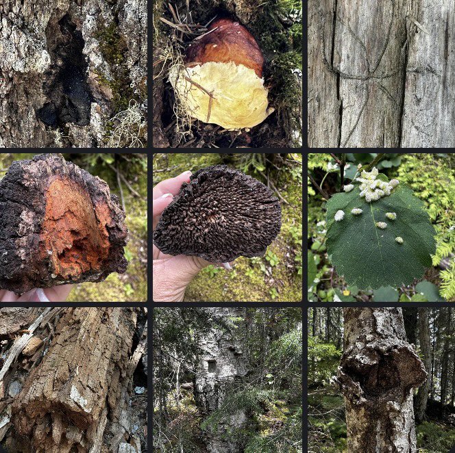 Another forest adventure at Purden Lake Provincial Park. We saw lots of common forest health problems here in BC and had a beautiful lunch view🍄🪲🌲