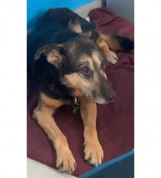 millypod1's tweet photo. ADELE HOME SAFE. THANKS FOR RT's ๐๐๐พ
๐5 JUL 2024 #Lost ADELE #ScanMe #Tagged
OLDER Black & Brown Cross Breed Female
ADELE IS SCARED SO PLEASE DO NOT APPROACH #Balby #Doncaster #Yorkshire #DN4
https://t.co/eLDwrm9DAK https://t.co/eJnTM3Ereq