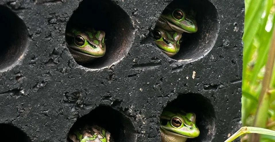 IUCN_ASG's tweet photo. It is #Frogfriday.

Share any updates on #Amphibians you may have this month with us.

#Getinteractive #ConservationConversations 😉🐸

Photo: ©Anthony Waddle https://t.co/fD7Xy44SPL
