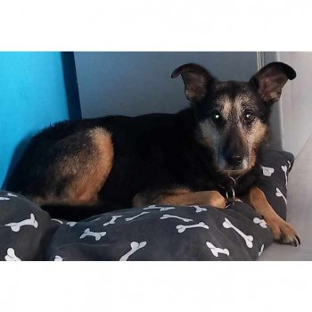 millypod1's tweet photo. ADELE HOME SAFE. THANKS FOR RT's ๐๐๐พ
๐5 JUL 2024 #Lost ADELE #ScanMe #Tagged
OLDER Black & Brown Cross Breed Female
ADELE IS SCARED SO PLEASE DO NOT APPROACH #Balby #Doncaster #Yorkshire #DN4
https://t.co/eLDwrm9DAK https://t.co/eJnTM3Ereq