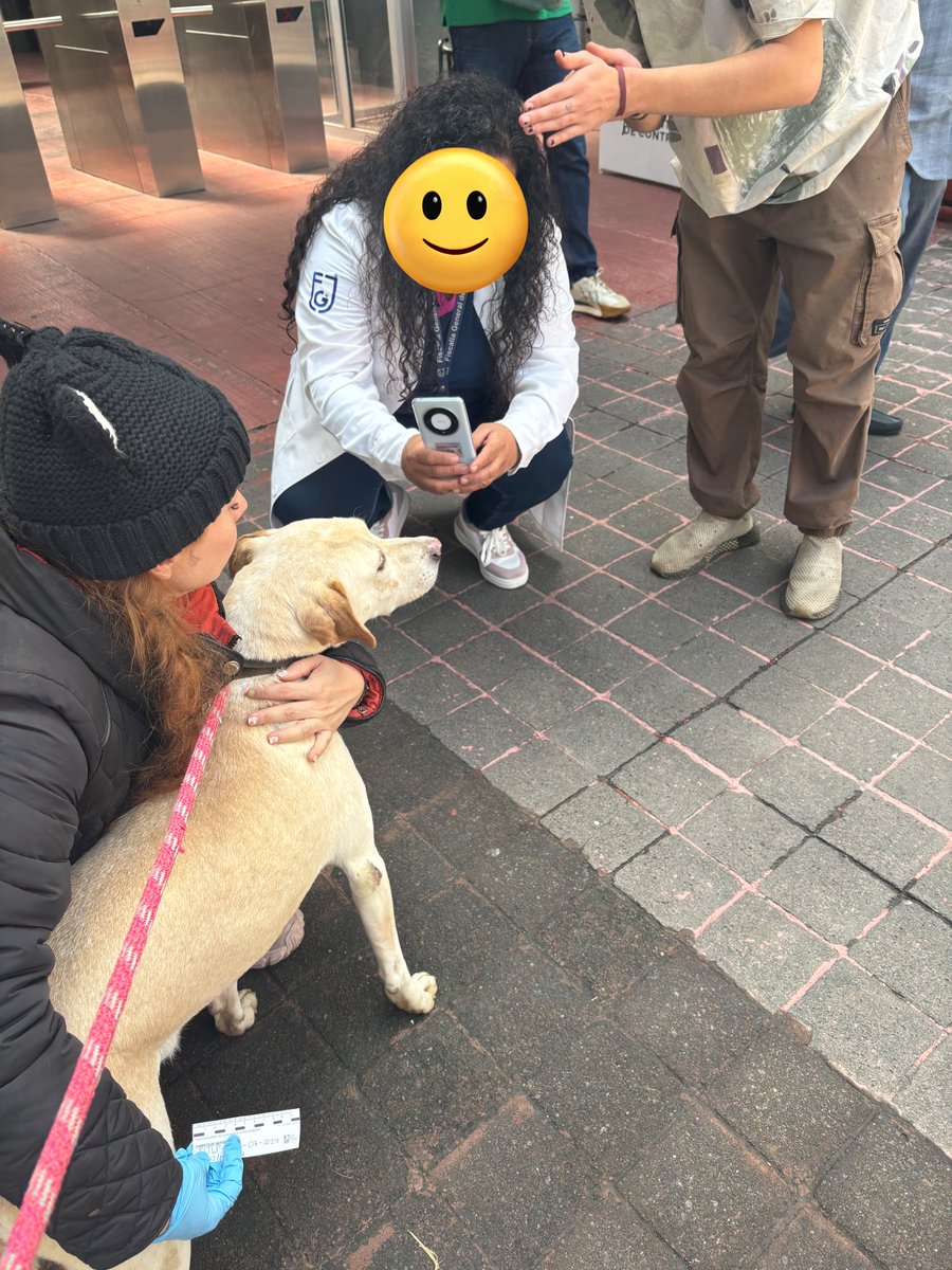FundacionToby's tweet photo. Hoy estuvimos en la procuraduría para el examen pericial a los perritos que fueron golpeados la madrugada que se metieron a masacrar a nuestros borregos 😔

Este capítulo que estamos viviendo es por mucho lo más difícil y doloroso en toda la historia de Fundación Toby…

Seguimos en shock!!
Seguimos sin poder creer lo que le hicieron a nuestros animales.
De verdad esperamos que con la ayuda de la @FiscaliaCDMX podamos dar con semejante demonio que fue capaz de hacer ese acto tan vil.