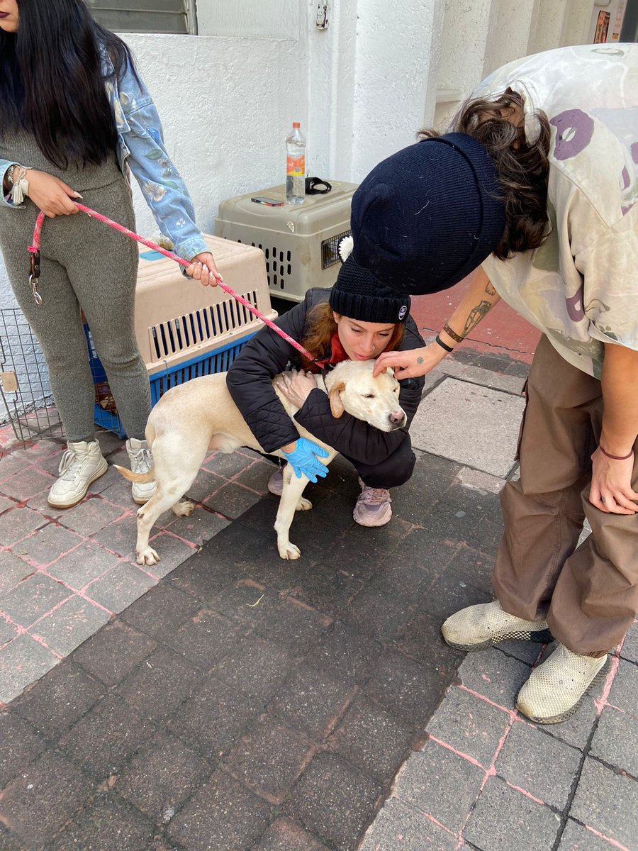 FundacionToby's tweet photo. Hoy estuvimos en la procuraduría para el examen pericial a los perritos que fueron golpeados la madrugada que se metieron a masacrar a nuestros borregos 😔

Este capítulo que estamos viviendo es por mucho lo más difícil y doloroso en toda la historia de Fundación Toby…

Seguimos en shock!!
Seguimos sin poder creer lo que le hicieron a nuestros animales.
De verdad esperamos que con la ayuda de la @FiscaliaCDMX podamos dar con semejante demonio que fue capaz de hacer ese acto tan vil.