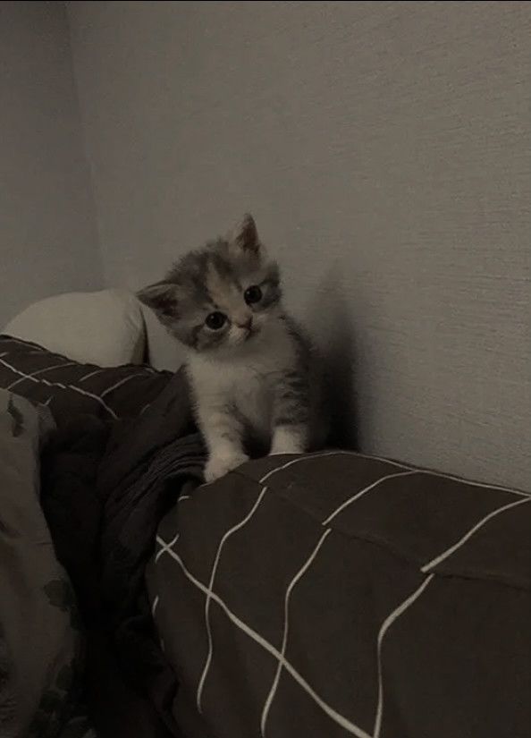 smol