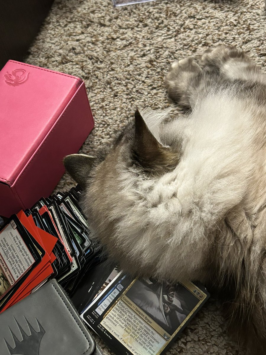 thatrenachick's tweet photo. Just making himself comfortable while @shaheenmtg organizes some cards. https://t.co/7WQebwXboB