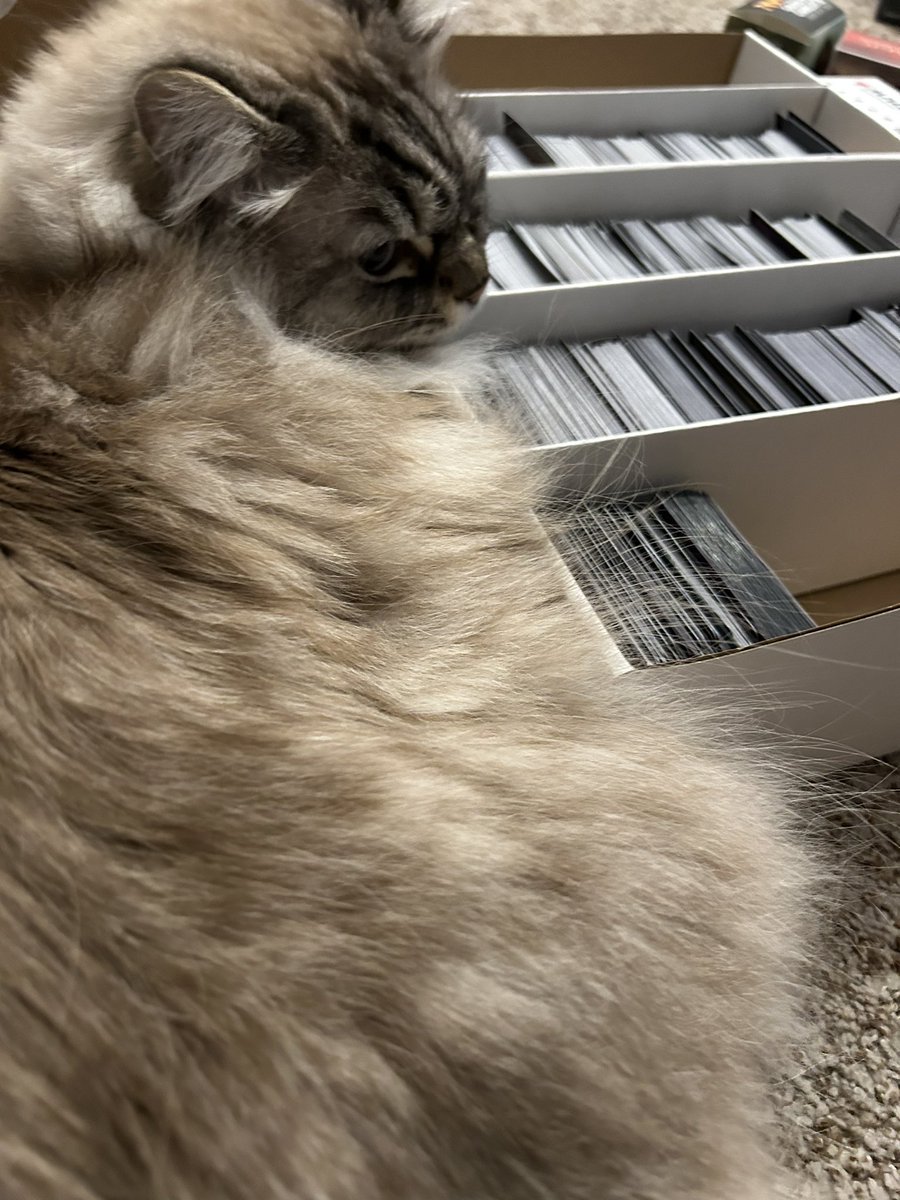 thatrenachick's tweet photo. Just making himself comfortable while @shaheenmtg organizes some cards. https://t.co/7WQebwXboB