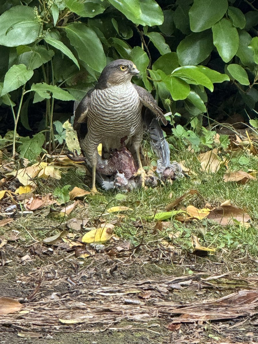 LighthousePsyc1's tweet photo. When a Sparrowhawk lands at your feet with two birds in its claws.  #birdsofprey #NatureBeautiful https://t.co/IdBfSNSoyo