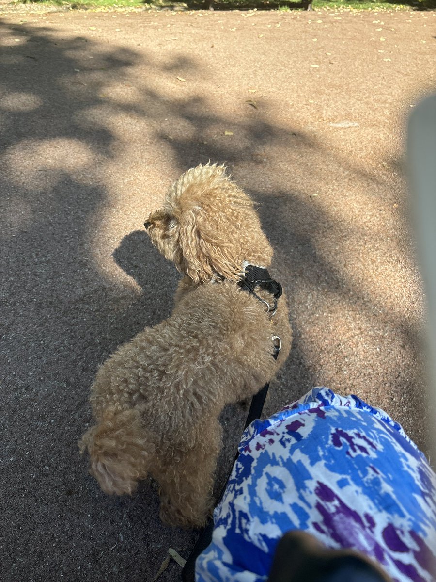 Friday afternoons are for going to the park, when you start to lose patience with your AI assistant who you’re trying to train to write like a grant writer &amp; not a wordy book editor. ACE &amp; Innovate have not enough word count for fluffy words my friend. 81% you cannot be serious