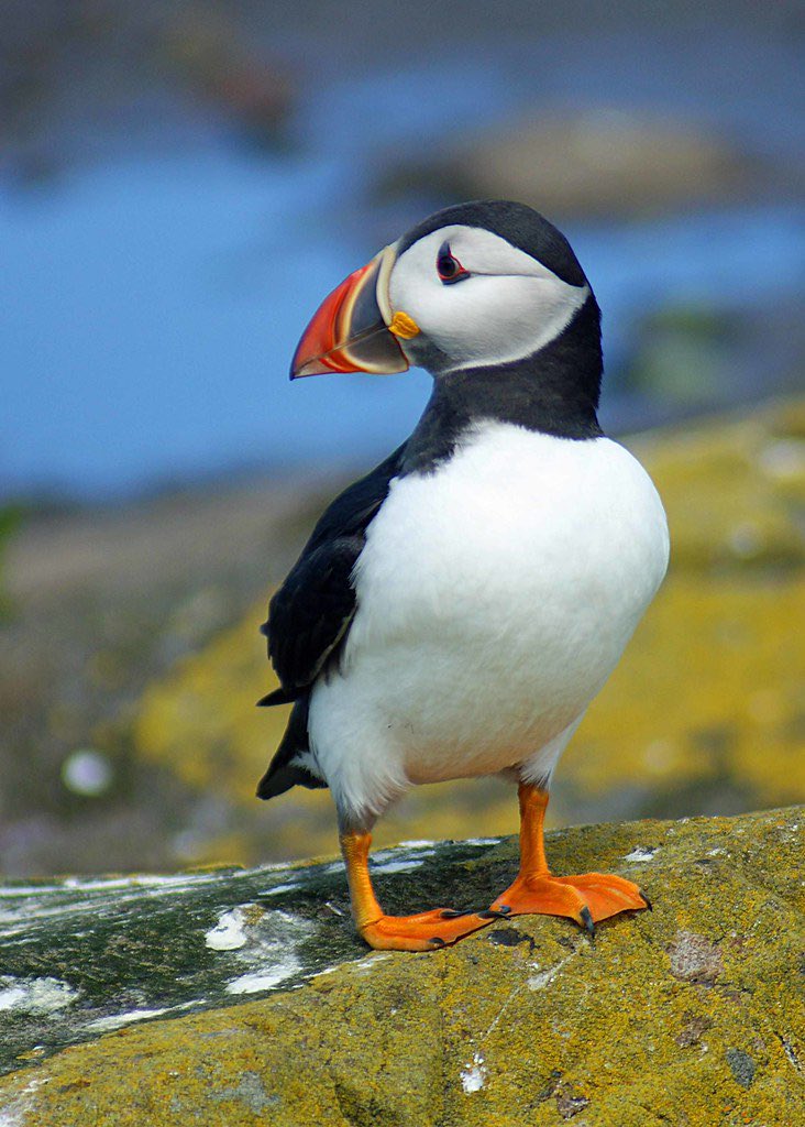 PuffinsDaily's tweet photo. Watching his back #puffins https://t.co/e9nke9XGKI