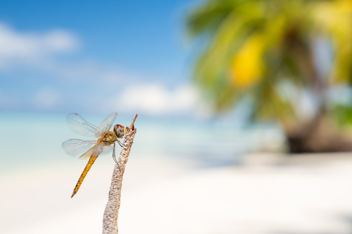 We (<a href="/bardseyben/">Ben Porter</a> and I) are back! 

Will and Ben the Wildlife Men Podcast Series 2 is live now! 

Listen here to The Migration of the Dragons: spotifyanchor-web.app.link/e/ehHF6Px3aLb

In this first episode of the new series we meet the globe skimmer dragonfly who has one of the most impressive