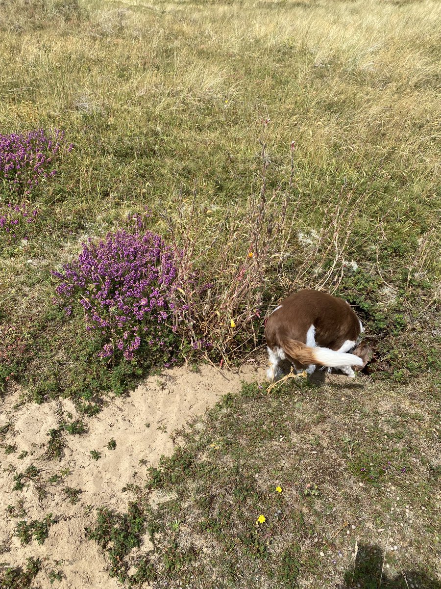 stocksy71's tweet photo. Back to our usual side of the island today! #Fluffinator https://t.co/290GHacBLL