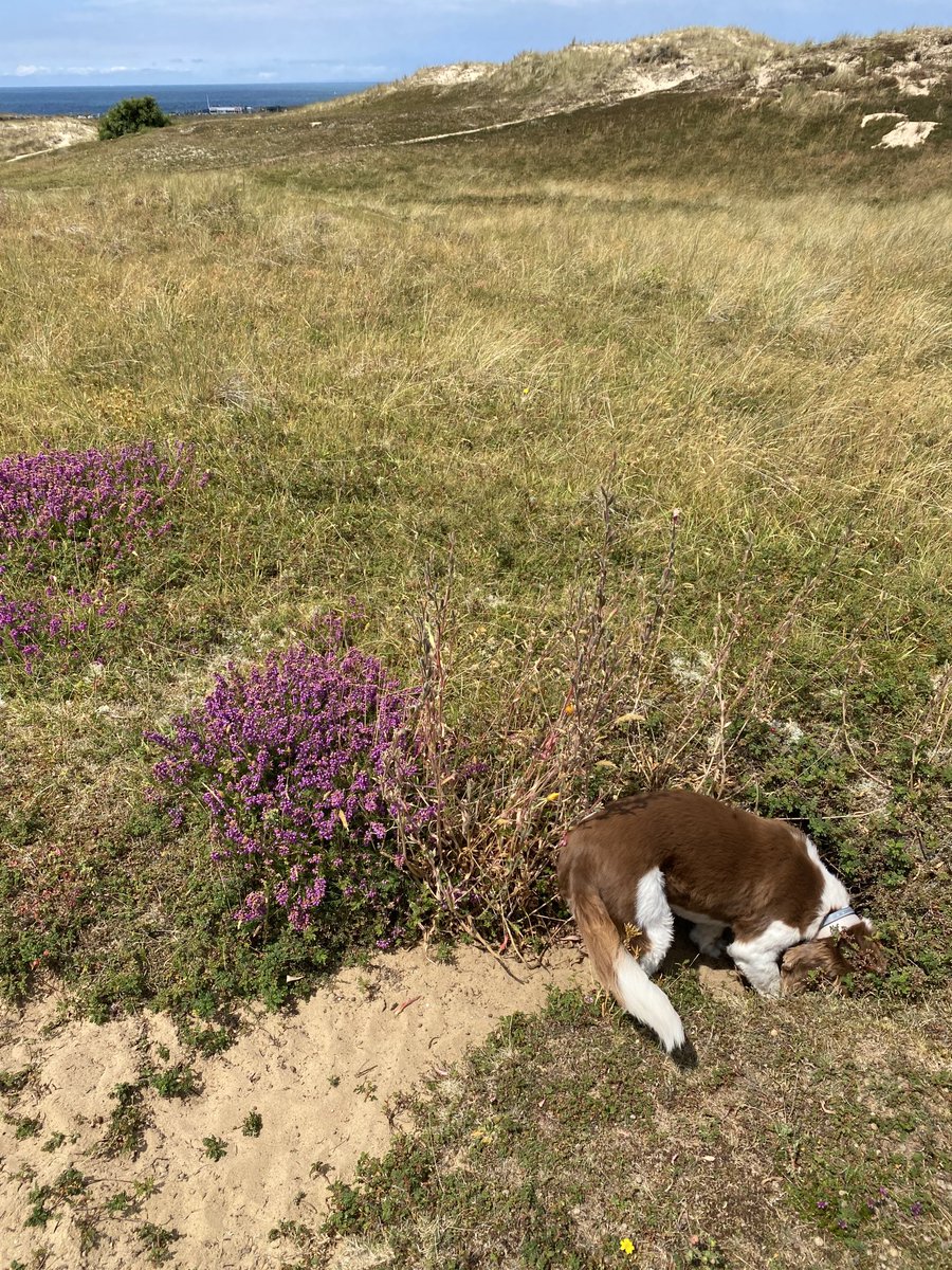 stocksy71's tweet photo. Back to our usual side of the island today! #Fluffinator https://t.co/290GHacBLL