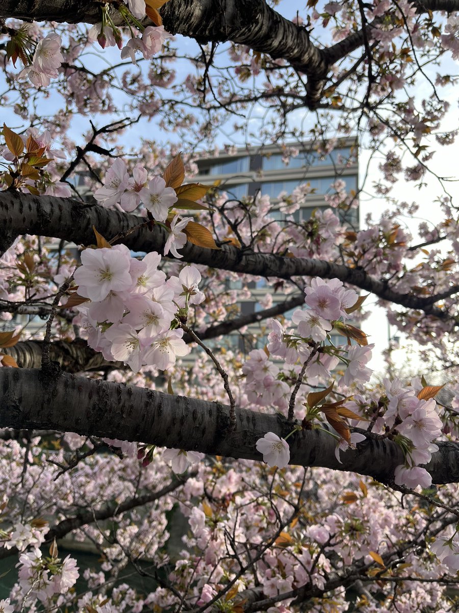 __ruedukan's tweet photo. 🍂🌸 https://t.co/zvwriq6yPc