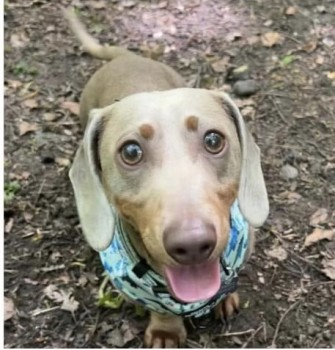 millypod1's tweet photo. 🆘7 JUL 2024 #Lost REX
Light Brown Dachshund Male
Outside Benedictine Social Club #Cramlington #Northumberland #NE23
Elderly lady adopted him 7/7/24. Had him for 2 hours
took him out for a walk, got spooked by thunder, managed to escape his collar & lead😢
https://t.co/paGaU9SDRm https://t.co/gVaJBQiJCA