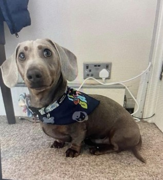 millypod1's tweet photo. 🆘7 JUL 2024 #Lost REX
Light Brown Dachshund Male
Outside Benedictine Social Club #Cramlington #Northumberland #NE23
Elderly lady adopted him 7/7/24. Had him for 2 hours
took him out for a walk, got spooked by thunder, managed to escape his collar & lead😢
https://t.co/paGaU9SDRm https://t.co/gVaJBQiJCA