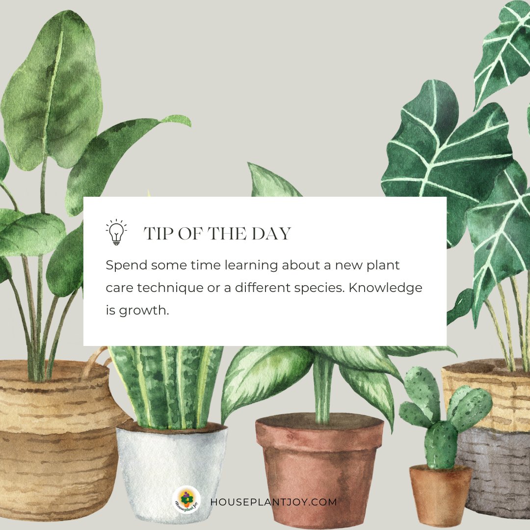 HouseplantJoy's tweet photo. ☘️ Share a fun fact you learned about plants today! Please read the full article on our website: https://t.co/tfDbvnglj1
#LearningFriday #PlantFacts #GreenEducation #houseplantjoy https://t.co/lu4Pw7amGf