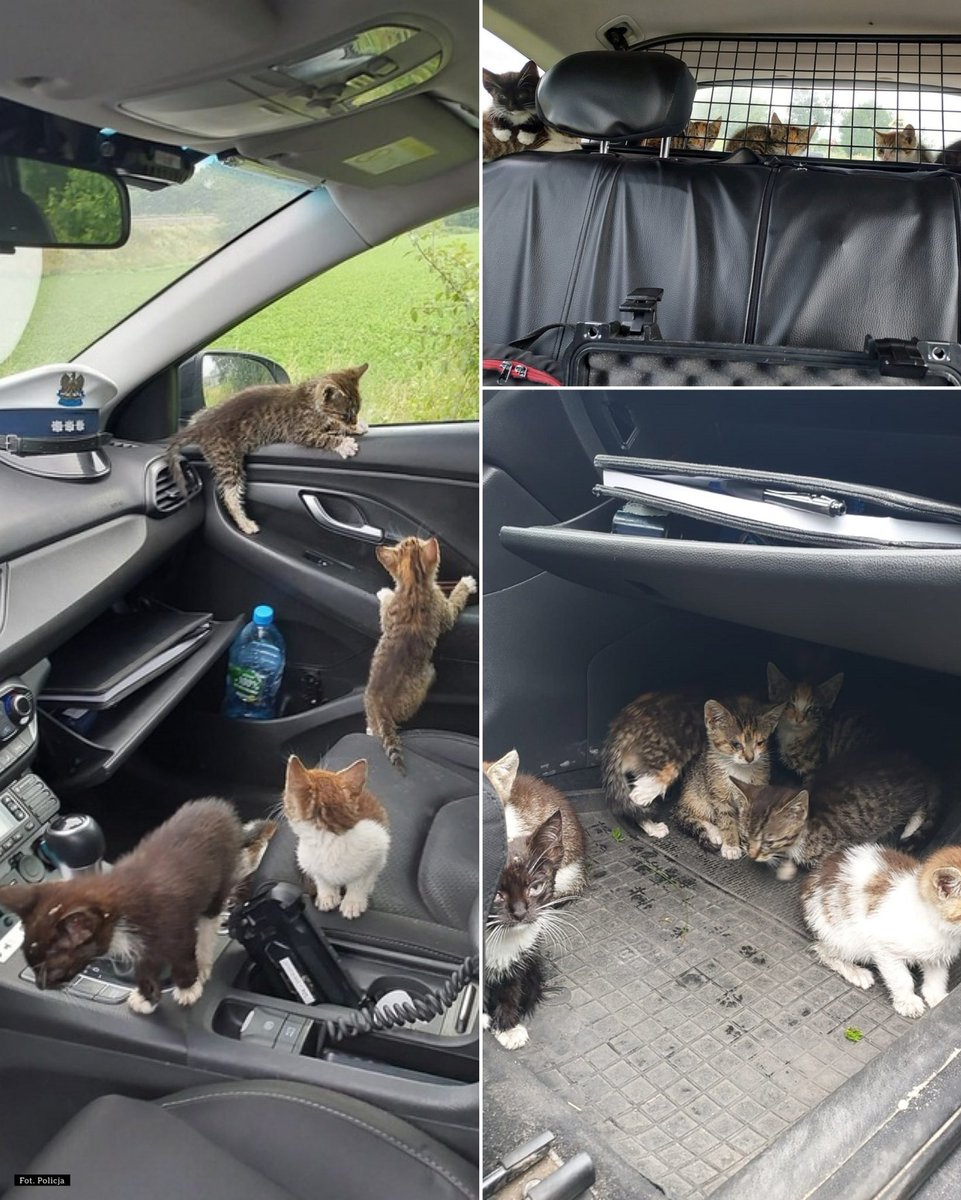 Policjanci uratowali 8 kotków 🐈

Policjanci z Nakła nad Notecią (woj. kujawsko-pomorskie), patrolując trasę Nakło-Kcynia, zauważyli na drodze dwa małe koty. Kierujący zatrzymał się, wysiadł z samochodu i przeniósł je na pobocze, a następnie odjechał. Po chwili oba z powrotem
