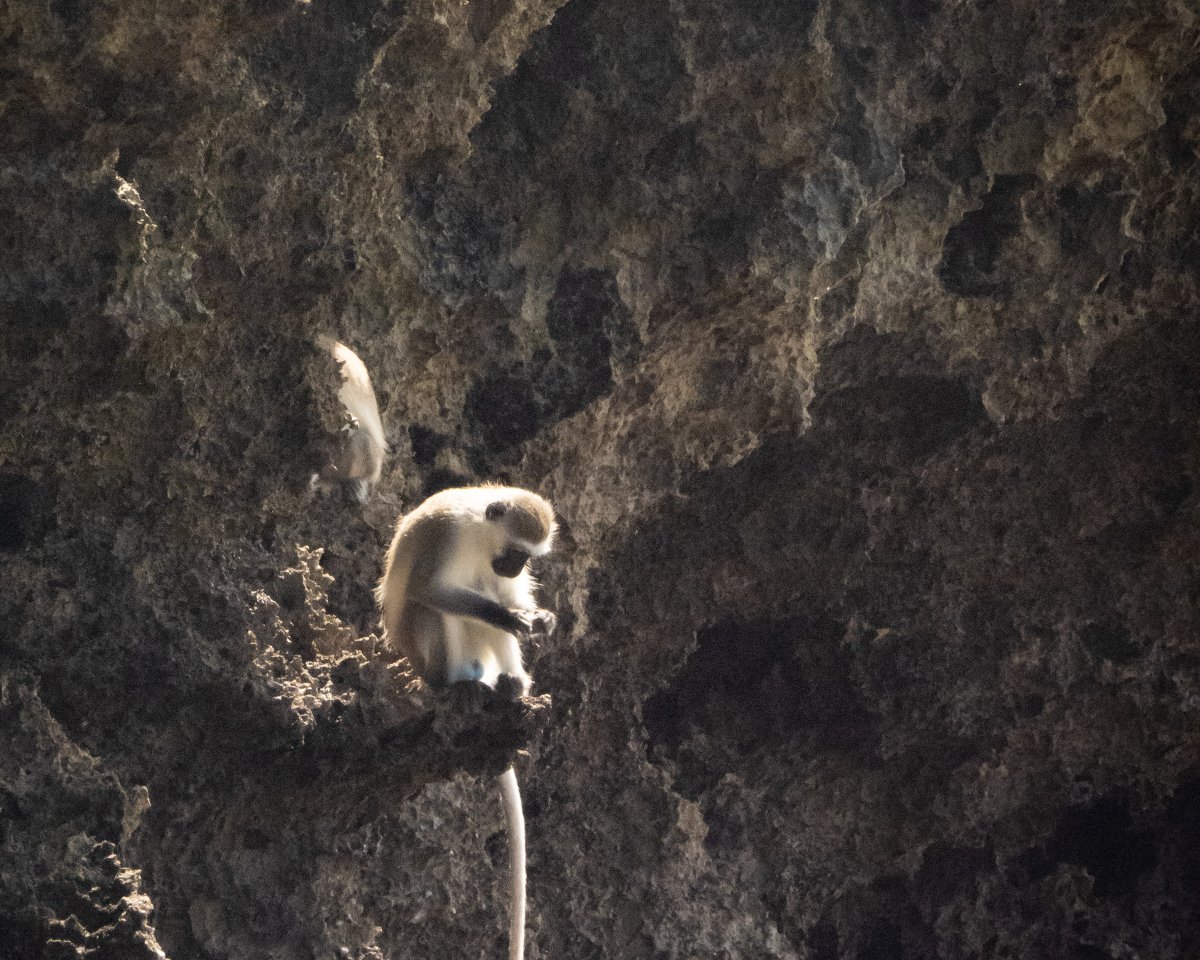 SafinaCenter's tweet image. Safina Center Fellow Alex Chege shares some updates and photos from his field expedition studying #vervet #monkeys and other #primates on #Kenya's Kiwayu Island.

safinacenter.org/blog/updates-f…

#Ecology #Research #WildlifeConservation