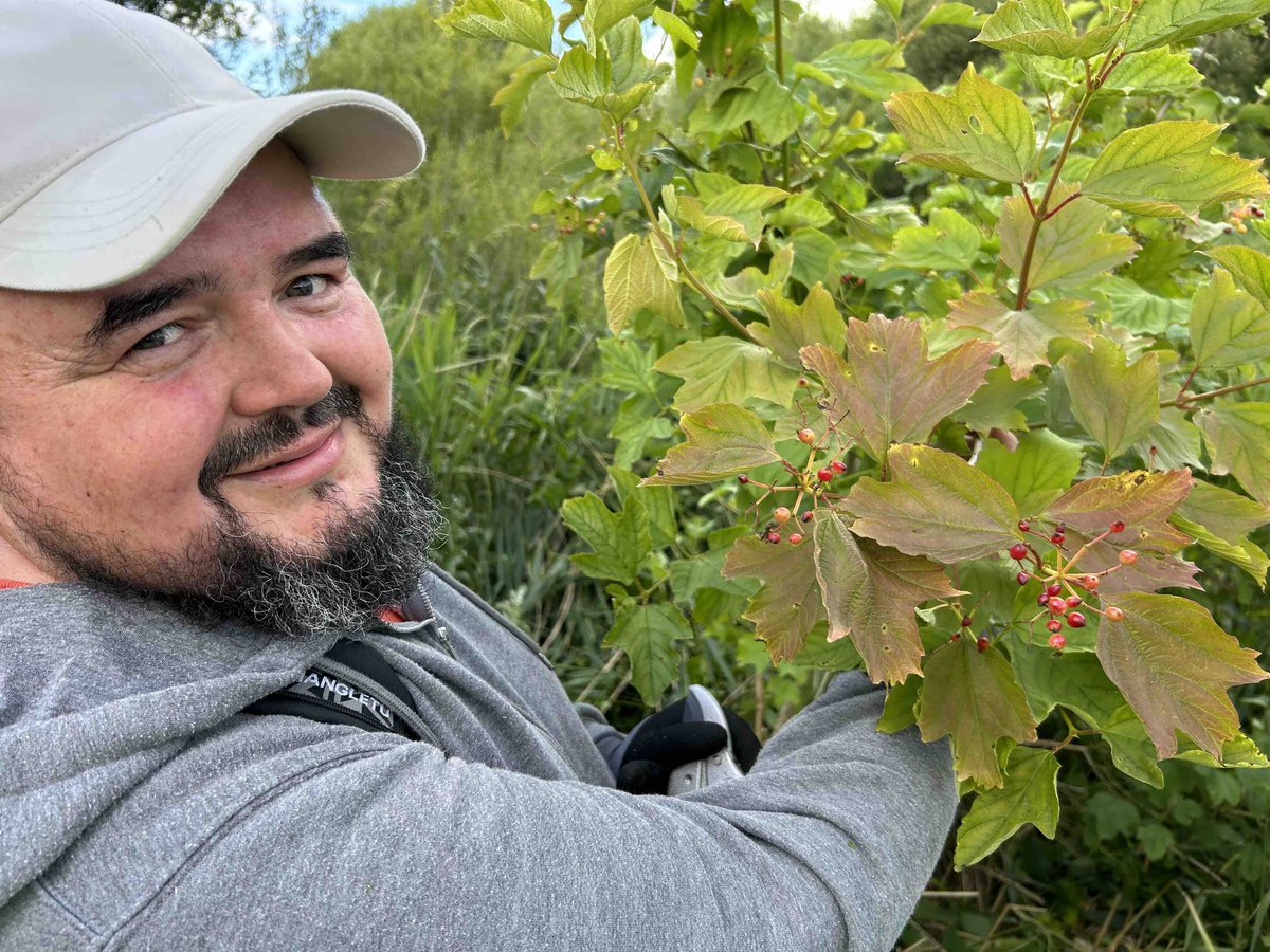 speediecelt's tweet photo. Park volunteer Andrii told us of benefits of national symbol of #Ukraine which we planted in abundance in #TerrylandForest. #Kalyna (#GuelderRose) is poisonous in its natural state but safe when boiled & used in his native Ukraine to make a herbal tea to provide relief for colds https://t.co/eOP6QYP8Fe
