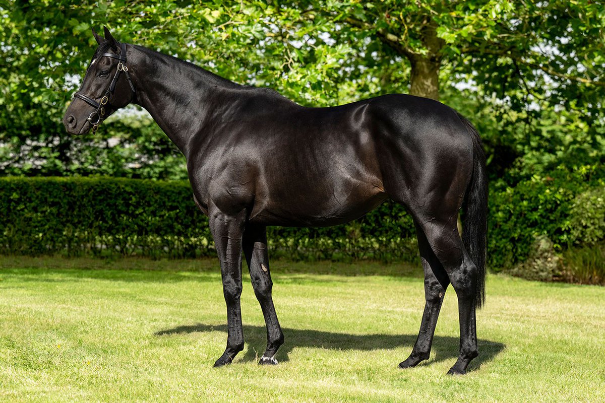 🔵⚪️ Another winner for <a href="/Shadwell_EU/">SHADWELL</a>'s first-crop sire MOHAATHER (pic) 🔵⚪️

🥇 DUKES OF HAATHER wins at <a href="/ChesterRaces/">chesterraces</a>. The 2YO colt was purchased by <a href="/MichealOrlandi/">Micheál Orlandi</a> / <a href="/adrian_keatley/">Keatley Racing</a> at <a href="/Tattersalls1766/">Tattersalls</a> from Houghton Bloodstock for 47,000gns.

🗞 Don't miss tomorrow's EBN
