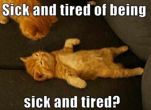 DailyCatMemes tweet media