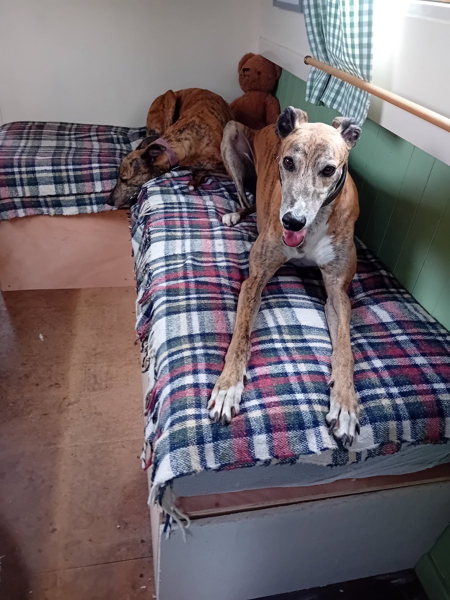 TheLengthsman's tweet photo. Dogs enjoying the foam mattress and cusion on the new bed settee!
Just need to choose the material 
#Boatdogs https://t.co/zdmeDdSc08