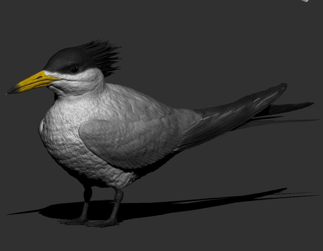 neweyear's tweet photo. #鳳頭燕鷗 #黑嘴端鳳頭燕鷗 #神話之鳥 #Thalasseusbergii #Bergii #CrestedTern https://t.co/zCxptHVSYR