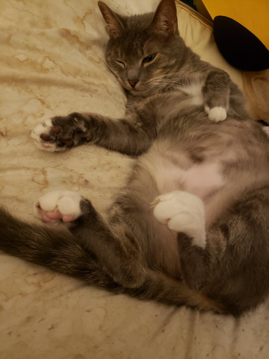SilbyGrayCat's tweet photo. #Friyay #WeekendComing #CatsOfX #CatsOfTwitter #Furriends https://t.co/3Z7YOdJqvk