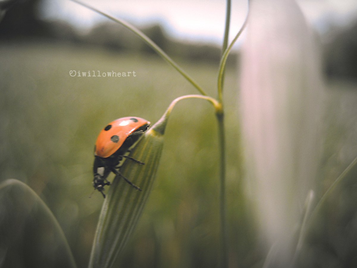 Up or down..?

#naturephotography 
#macrophotography 
#ladybird #beetles