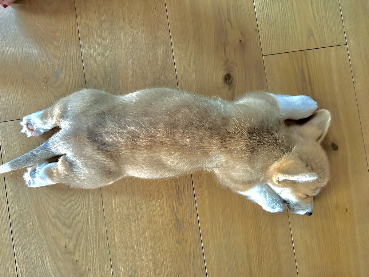 Alexey Testov tweet media