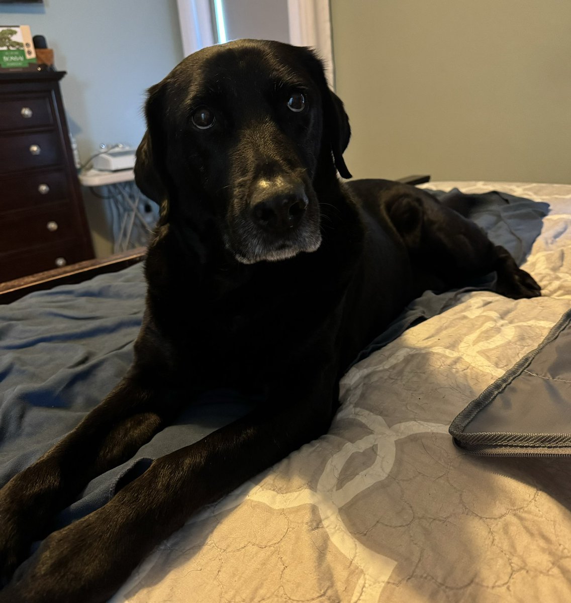deb_wadsworth1's tweet photo. Boomer doesn’t like the suitcase out…. He knows what that means. Those eyes see to the bottom of my soul. https://t.co/FZ57PP00ZS