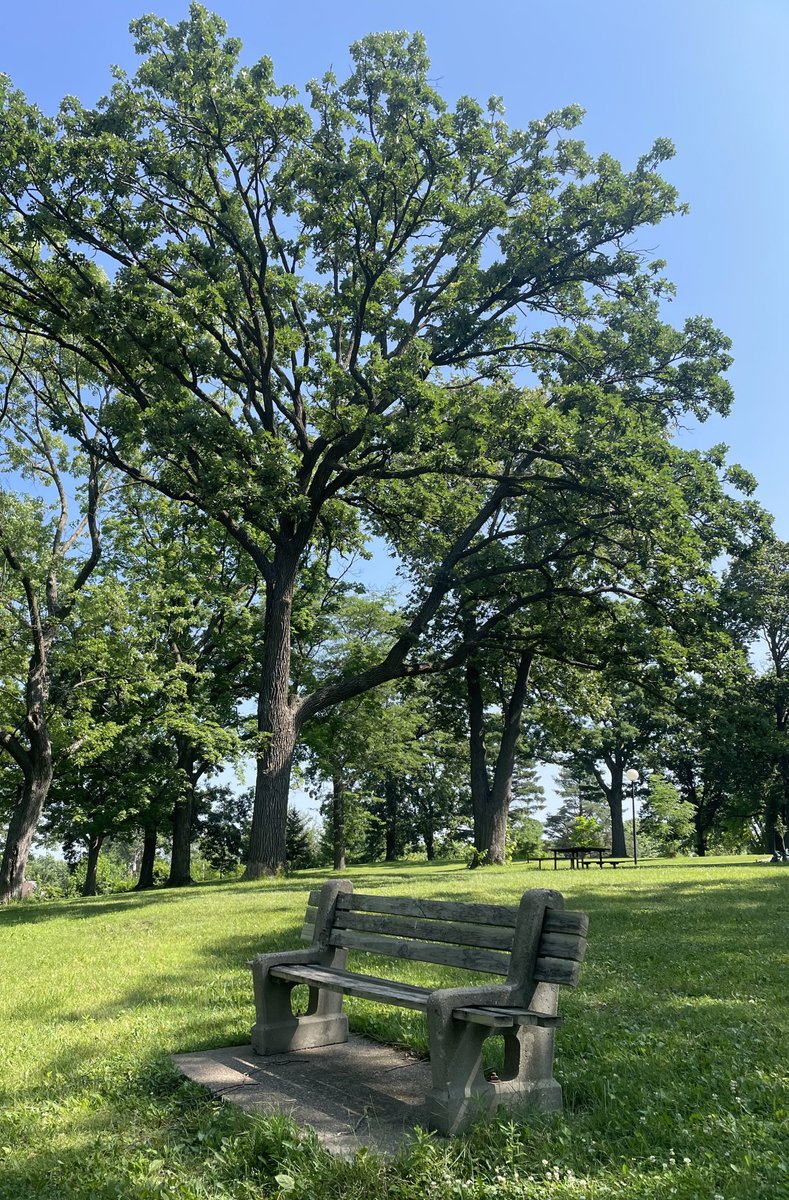 Feeling the heat this weekend? Keep cool by enjoying the shade of your neighborhood trees. Shade from our trees’ canopy can reduce temperatures by up to 20F – only one of a host of benefits! You can learn more at mndnr.gov/trees/health-b…. How are you staying cool this summer?
